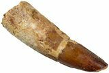 Fossil Spinosaurus Tooth - Real Dinosaur Tooth #311166-1